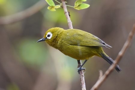 Birding With Kilusu