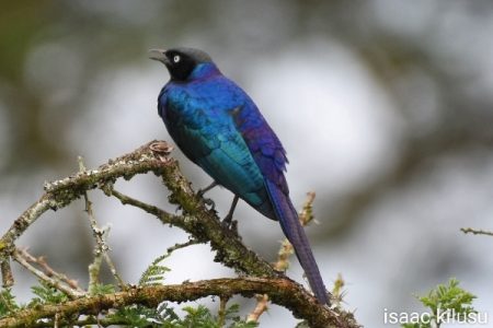 Birds in Arusha