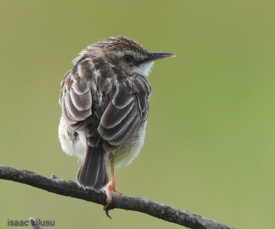 Village Weaver Birding Safaris