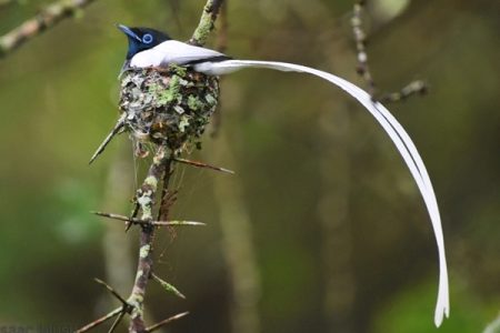 Hardcore Bird Across Uganda