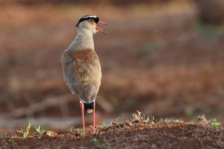 Top Birding Route Through Kenya