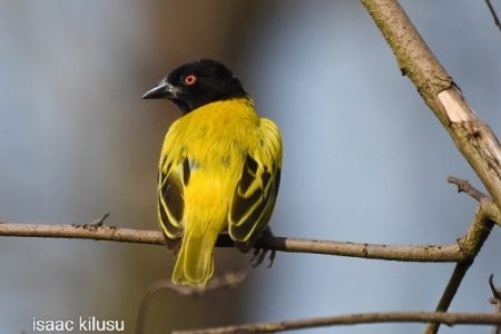 Birding the Albertine Endemics