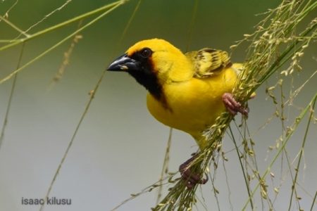 Tanzania Birds