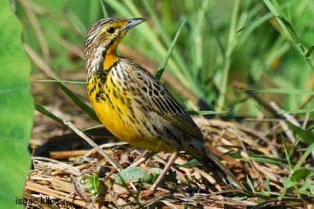 Birds of Tanzania