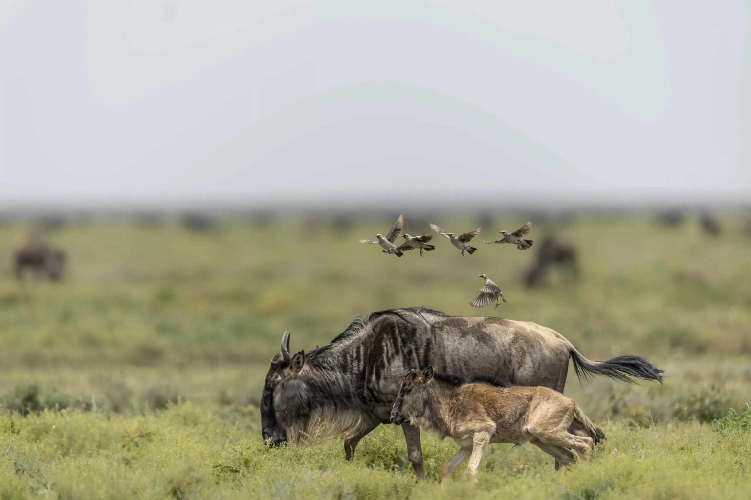 wildebeest-calving-season-ndutu-ngorongoro-tanzania-1536x1024