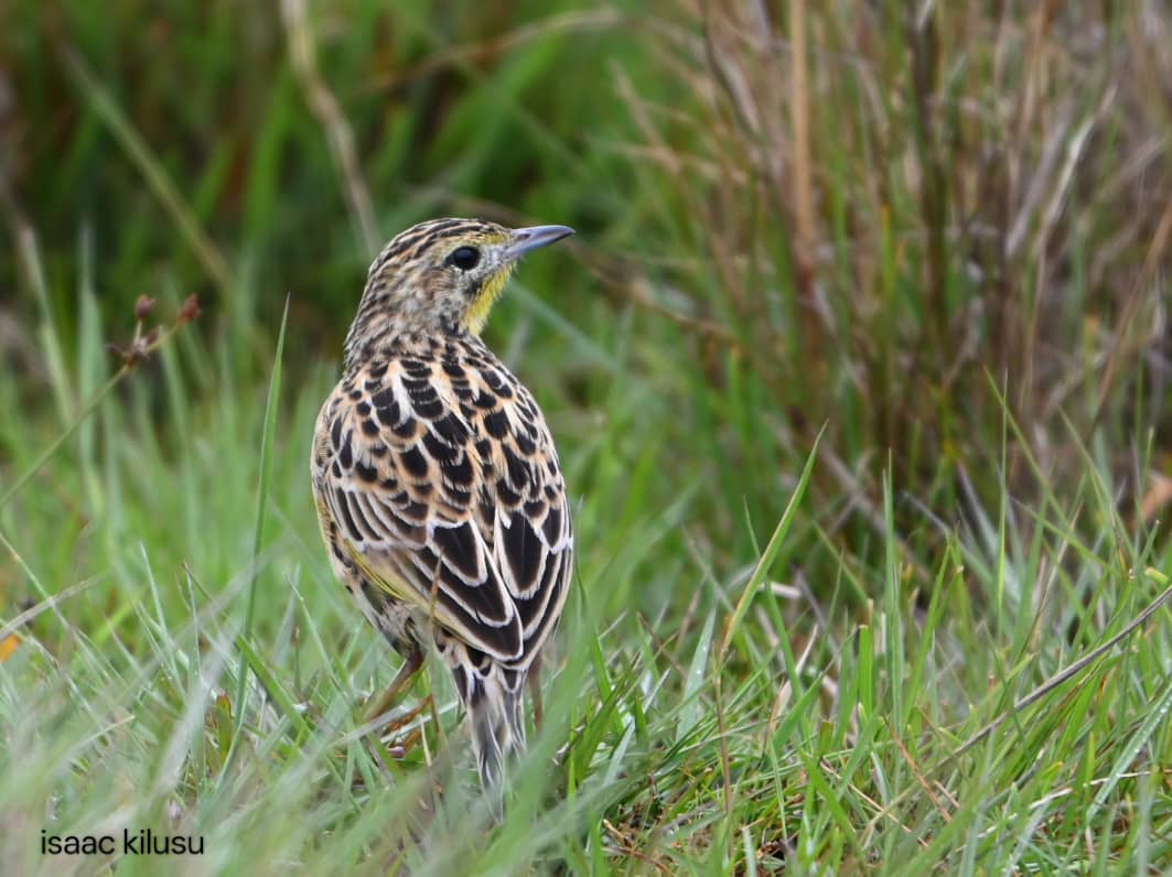 WhatsApp Image 2025-11-10 at 10.37.26 PM(2)